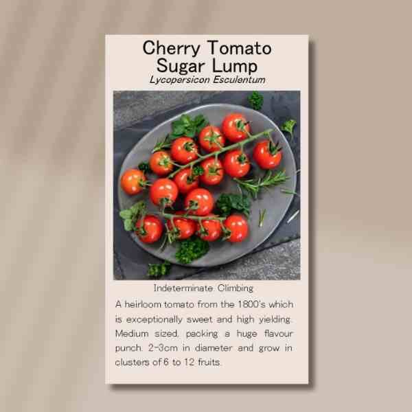 tomato-sugar-lump-front tomato-sugar-lump-front