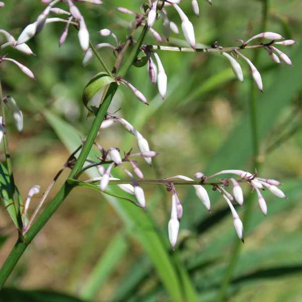 Vanilla Lily: An Australian Native Treasure