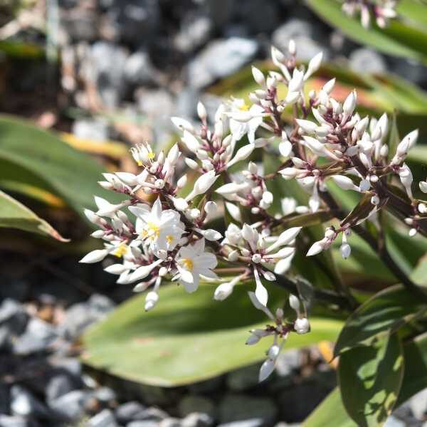 vanilla-lily-seeds-3 vanilla-lily-seeds-3