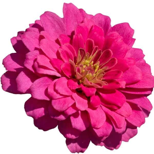 zinnia-luminosa-seeds zinnia-luminosa-seeds