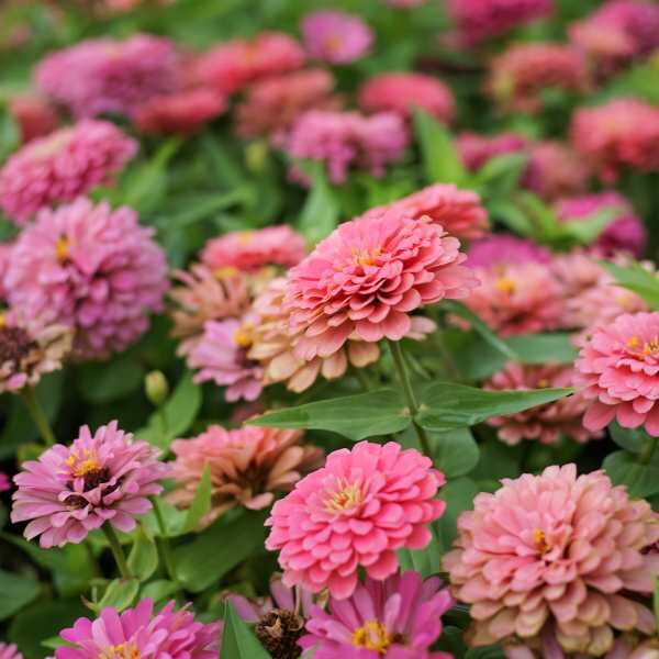 zinnia-luminosa-seeds2 zinnia-luminosa-seeds2