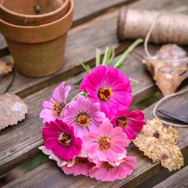 zinnia-luminosa-seeds3 zinnia-luminosa-seeds3