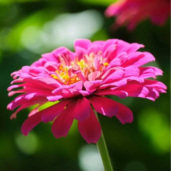 single zinnia luminosa flower