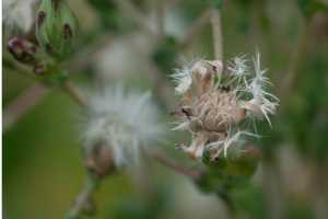 the dried out flower head of a lettuce ready to use for seed