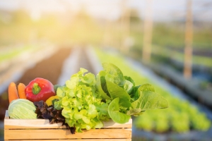 Seed Saving: Lettuce