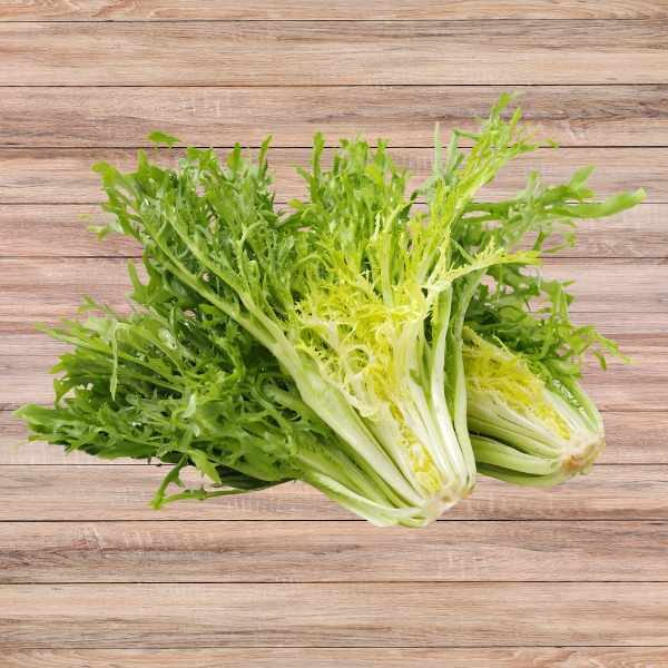 endive-salad-king-seeds endive-salad-king-seeds