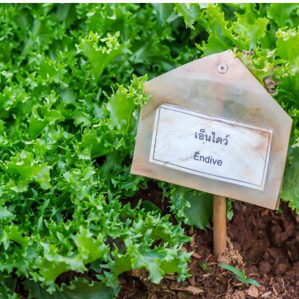 endive-salad-king-seeds=1 endive-salad-king-seeds=1