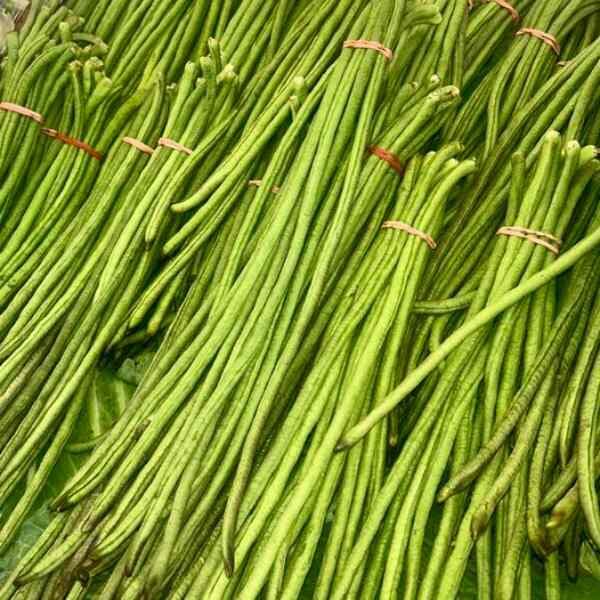 bean-snake-red-dragon-seeds-1 bean-snake-red-dragon-seeds-1