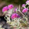 pink-billy-buttons-seeds