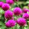 pink-billy-buttons-seeds-2