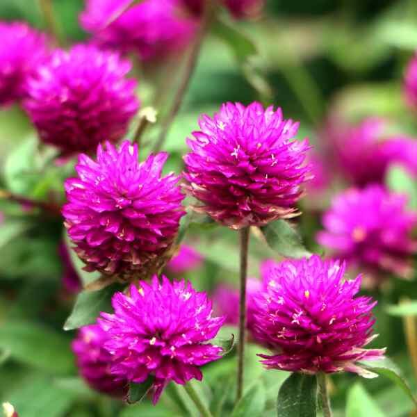 pink-billy-buttons-seeds-2 pink-billy-buttons-seeds-2