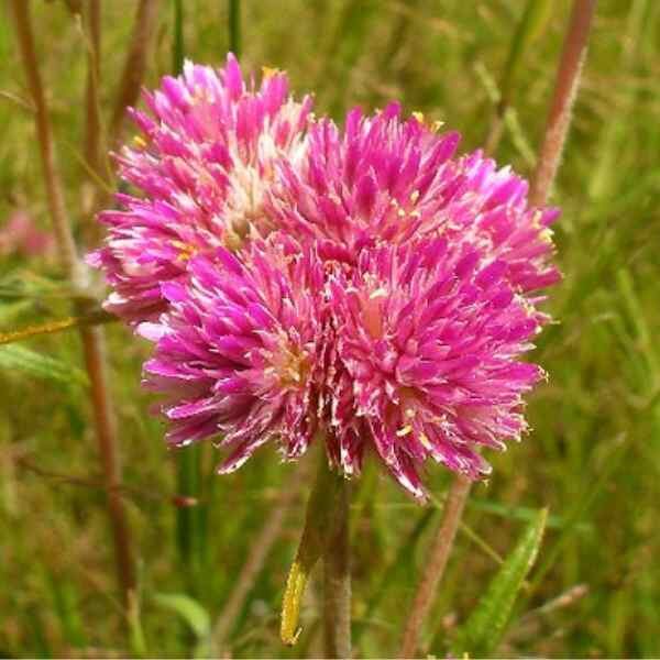pink-billy-buttons-seeds-3 pink-billy-buttons-seeds-3
