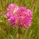 pink-billy-buttons-seeds-3