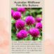 pink-billy-buttons-seeds-6