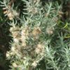 wild-rosemary-seed-3