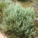 wild-rosemary-seed