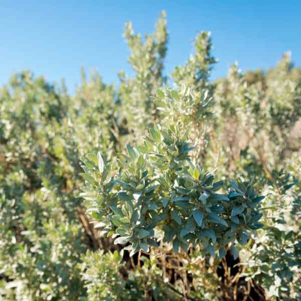 wild-rosemary-seeds-1 wild-rosemary-seeds-1