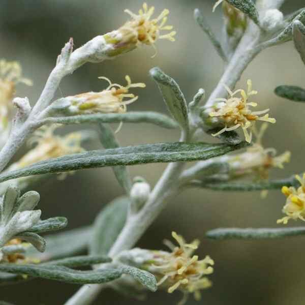 wild-rosemary-seeds-2 wild-rosemary-seeds-2