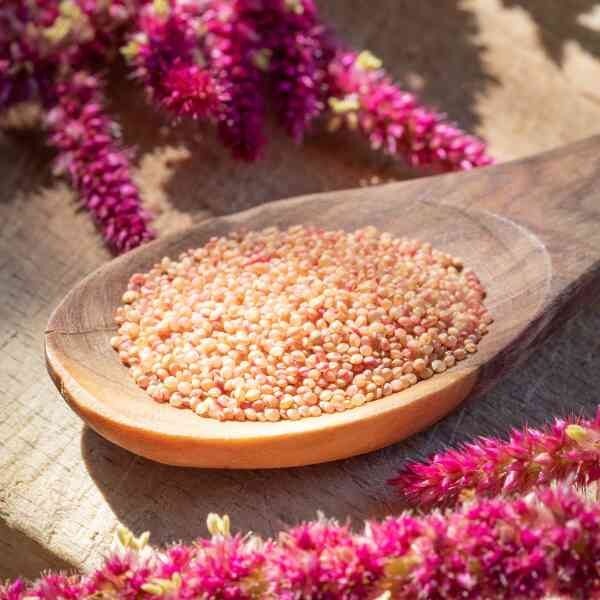 amaranth-red-garnet-seeds-2 amaranth-red-garnet-seeds-2