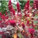 amaranth-red-garnet-seeds