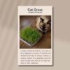 cat-grass-front