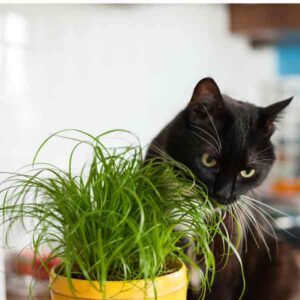 Cat Grass