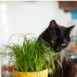 cat-grass-seeds-1