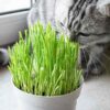 cat-grass-seeds-2