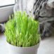 cat-grass-seeds-2