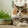 cat-grass-seeds-3