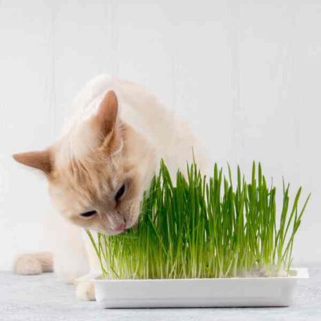 cat-grass-seeds