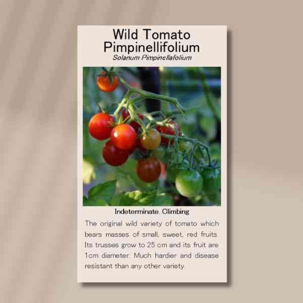 tomato-Pimpinellifolium-front front side of a packet of tomato pimpiniellifolium seeds