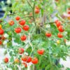 tomato-pimpinellifolium-seeds