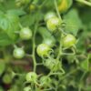 tomato-pimpinellifolium-seeds-3