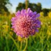 single zinnia cupcake mix flower