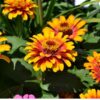 zinnia-cupcake-seeds-4