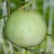 melon-sweet-sakata-seeds=2