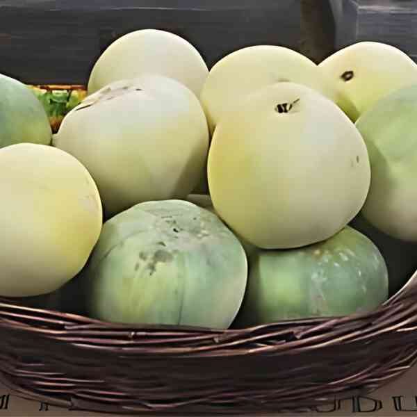 melon-sweet-sakata-seeds=3 melon-sweet-sakata-seeds=3