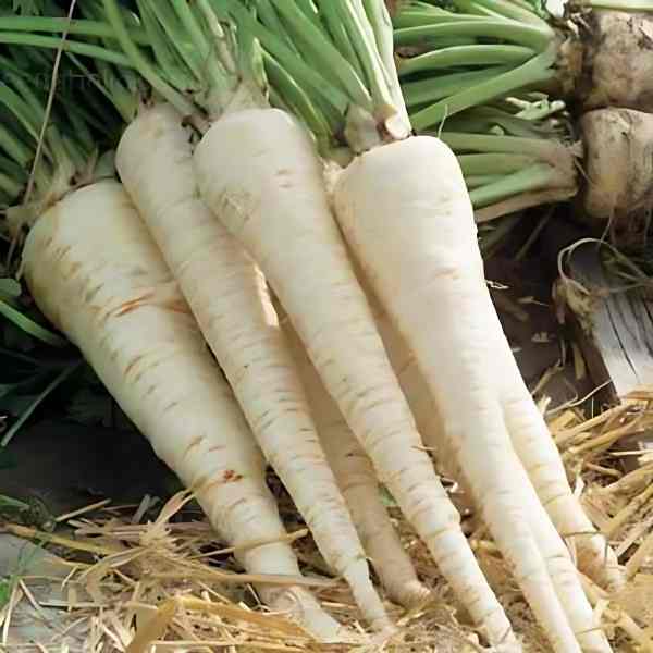 Hamburg Root Parsley: A Culinary Treasure Unearthed