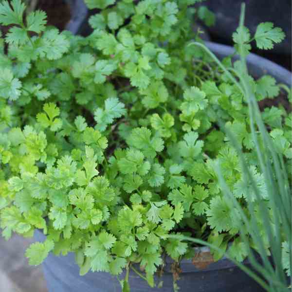 how to grow coriander post