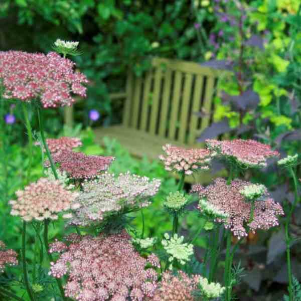 chocolate-lace-flower-seeds-2 chocolate-lace-flower-seeds-2