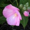 rosemallow-mix-seeds-1