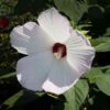 rosemallow-mix-seeds