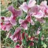 sweet-pea-pink-streamer-1