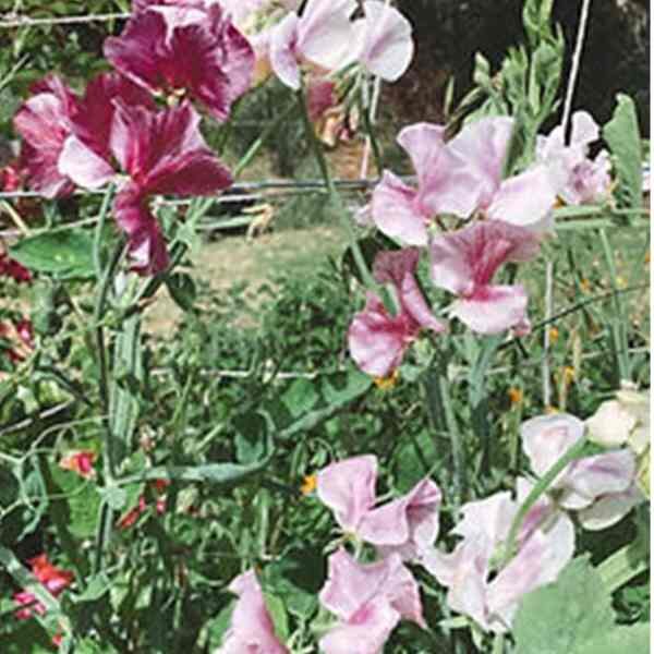 sweet-pea-pink-streamer-3 sweet-pea-pink-streamer-3