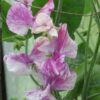 sweet-pea-pink-streamer-4