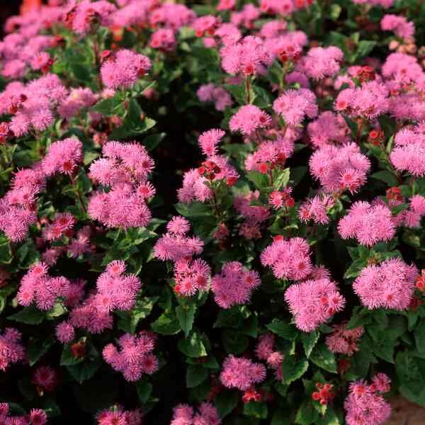 ageratum-pink-ball-seeds ageratum-pink-ball-seeds