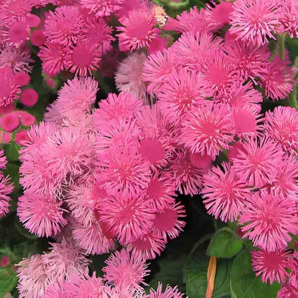ageratum-pink-ball-seeds=2 (1) ageratum-pink-ball-seeds=2 (1)