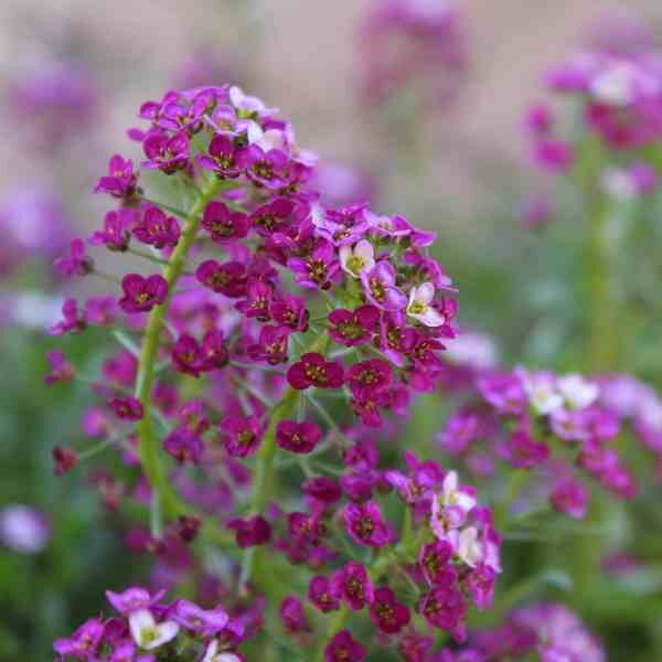 alyssum-royal-carpet-seeds-2 alyssum-royal-carpet-seeds-2