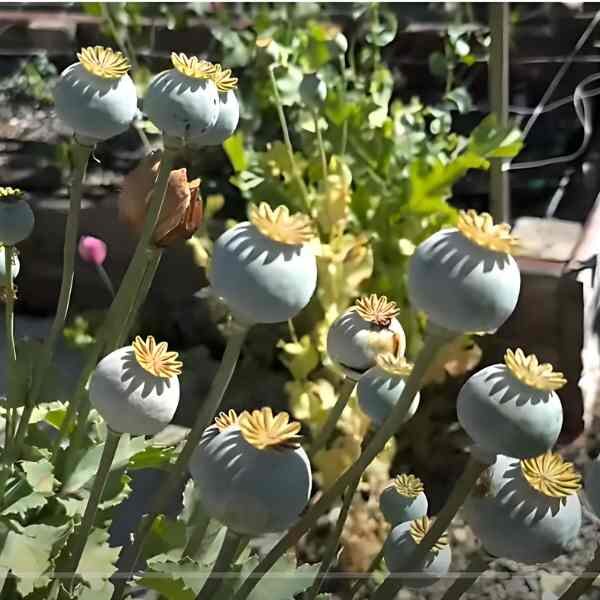 poppy-doubl-cream-seeds-7 poppy-doubl-cream-seeds-7